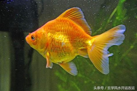 招財的魚|【招財風水魚種類】招財風水魚懶人包：品種、特性、影響運勢一。